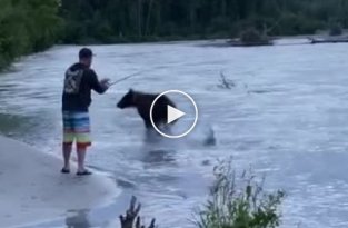 Медведь украл у рыбака часть улова