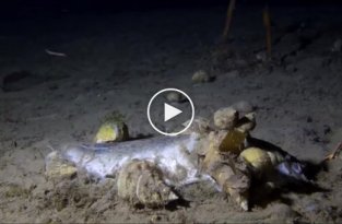 Что происходит с мертвой рыбой на дне океана