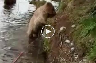 В Икутской области рыбак прогнал медведицу с тремя медвежатами