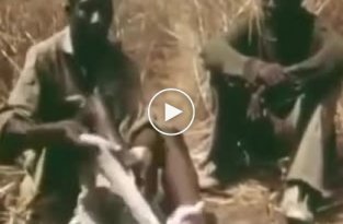 Как поймать питона  на живца в Африке