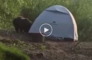 Медведь напал на туристическую палатку в Пермском крае