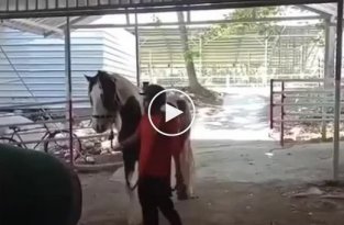 Конь решил сделать гибрид человека и лошади