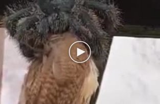 Жутковатое видео гигантский тарантул ест птицу