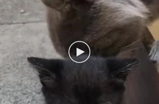 Кошка атаковала кота, напугавшего её детеныша
