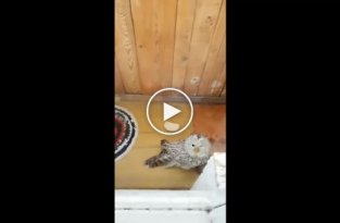К жителю Каменска-Уральского на балкон залетела белая сова