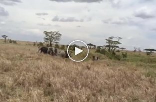Слоны, защищая детёнышей, устроили погоню за львами в Танзании