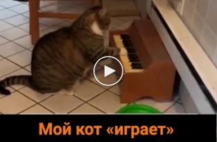 Кот научился играть на пианино, выпрашивая еду
