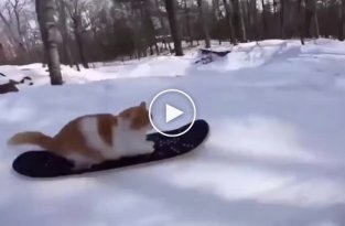 Талантливый кот, катающийся на сноуборде