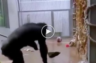 Шимпанзе в таллинском зоопарке перешел на самообслуживание