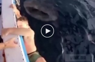 Китовая акула напугала туриста и развеселила его друзей (мат)