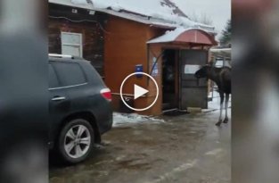 Прикормленный лось Григорий ходит в деревенский магазин