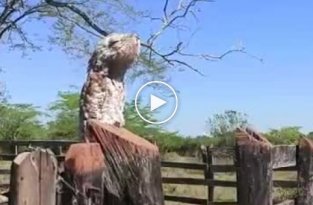 Птица-призрак урутау напугала жителя колумбийской деревни