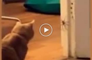 Кошка довела хозяйку до истерики, решив напасть на огромного паука