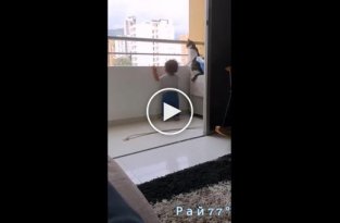 Бдительный кот мешает ребенку, чтобы тот не полез на балкон