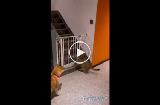 Собака всячески пыталась помочь своему котячему другу