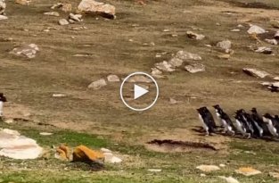 Две группы пингвинов остановились, чтобы пообщаться