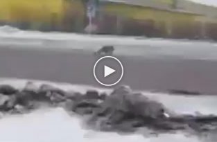 Гигантская крыса сцепилась с собакой в Уссурийске и попала на видео