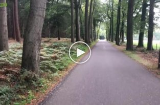 Стадо оленей и лань перебигающих дорогу в лесу