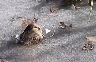 Как крокодилы живут зимой подо льдом