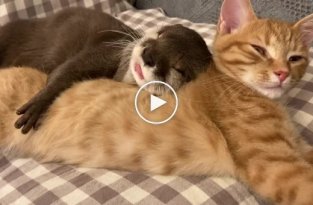 Выдра и кошка, уснувшие в обнимку