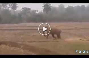 Яростное противостояние слона с трактором в Индии