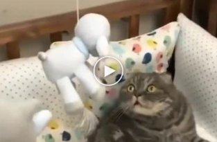 Смешной кот в шоке от игрушки