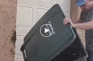 Эвакуация пчел из мусорного контейнера