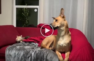 Смешной пес, который узнал себя в телевизоре