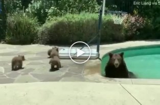 В Калифорнии медведица решила арендовать бассейн