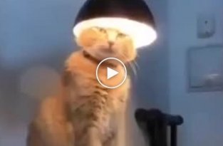Святой Евлампий медитирующий под лампой кот