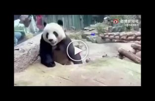 Тем временем в зоопарке, панда знает как приветствовать посетителей