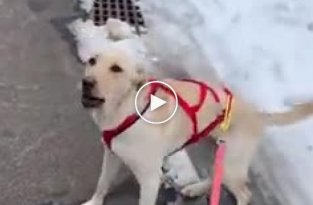 Собака которая очень обожает устраивать пробежки с хозяином по улице