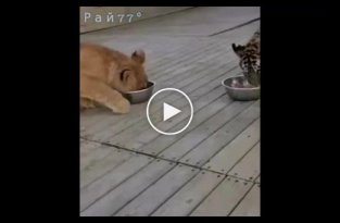 Стычка голодного львёнка с тигрёнком за еду