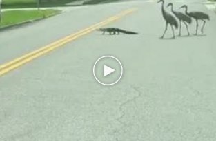 Во Флориде у животных своя атмосфера