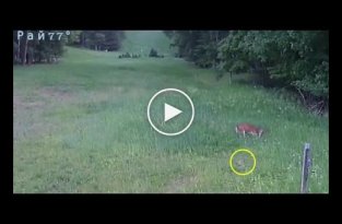 Битва оленя с ястребом, поймавшим кролика в США