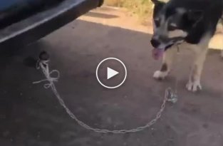 В Уфе пенсионер-живодер привязал собаку к машине и тащил его по дороге