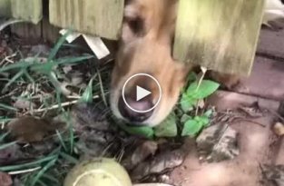 Пёс грустит из-за улетевшего за забор мяча
