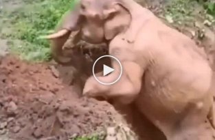 Спасение слона из ямы