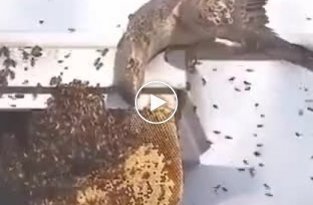 Устроил себе медовый пир среди армии пчел