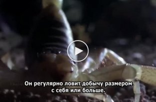 Кузнечиковый хомячок - маленький грызун, с которым лучше не связываться