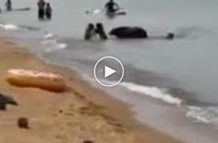 Семейство медведей плескается на пляже вместе с людьми
