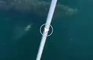 Пьяные люди решил испытать судьбу, когда заметили в океане акулу