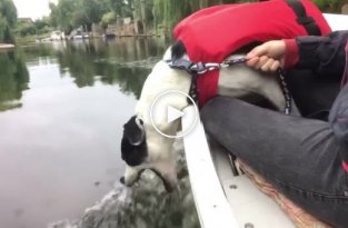 В лодке с собакой