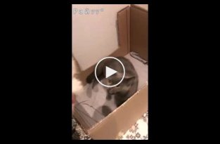 Кошка потребовала обратно своего малыша у хозяина