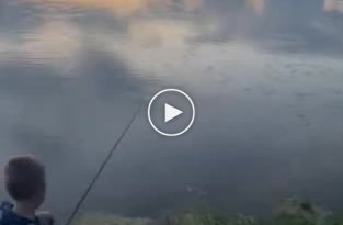 Аллигатор стащил улов у юного рыбака