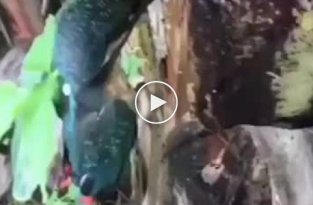 Мужчина обнаружил застрявшую клювом в дереве птицу и спас её