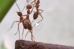 Грустное видео об одном муравье