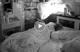 Неуклюжая кошка необычным образом разбудила свою хозяйку