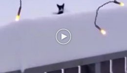 Котик попал в снеговой плен и друг ему помог