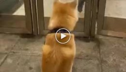 Собака встречает хозяина из метро